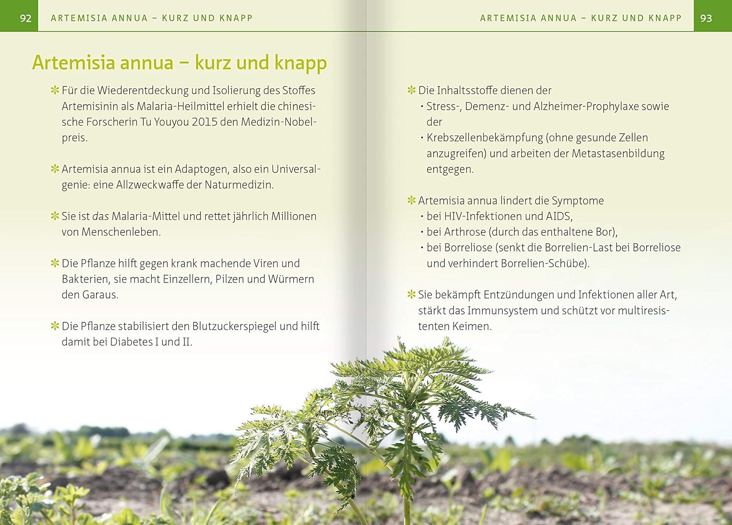 Artemisia Annua - Heilpflanze Der Götter. Kompakt-Ratgeber: Antibakteriell - Antiviral - Immunstimulierend