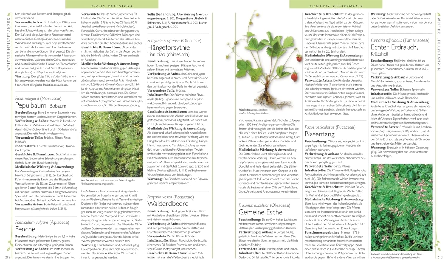 Das Große Lexikon Der Heilpflanzen: 550 Pflanzen Und Ihre Anwendungen