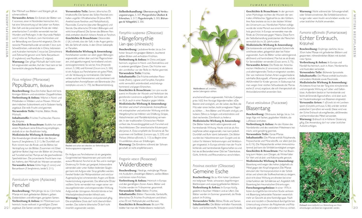 Das Große Lexikon Der Heilpflanzen: 550 Pflanzen Und Ihre Anwendungen